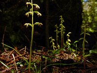 Corallorhiza trifida 29, Koraalwortel, Saxifraga-Ed Stikvoort