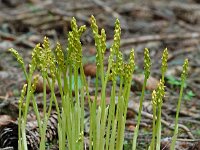 Corallorhiza trifida 3, Koraalwortel, Saxifraga-Willem van Kruijsbergen