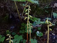 Corallorhiza trifida 30, Koraalwortel, Saxifraga-Ed Stikvoort