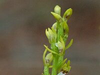 Corallorhiza trifida 4, Koraalwortel, Saxifraga-Willem van Kruijsbergen