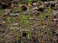 Corallorhiza trifida 5, Koraalwortel, Saxifraga-Willem van Kruijsbergen