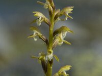 Corallorhiza trifida 6, Koraalwortel, Saxifraga-Willem van Kruijsbergen