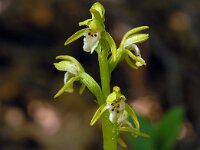 Corallorhiza trifida 7, Koraalwortel, Saxifraga-Hans Dekker