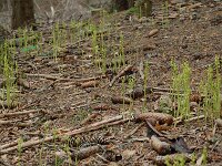 Corallorhiza trifida 8, Koraalwortel, habitat, Saxifraga-Willem van Kruijsbergen