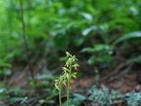Corallorhiza trifida 9, Koraalwortel, Saxifraga-Jeroen Willemsen
