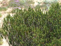Corema album, Portuguese Crowberry