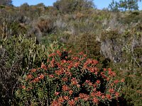 Corema album 10, Saxifraga-Ed Stikvoort