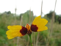 Coreopsis tinctoria