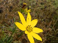 Coreopsis verticillata