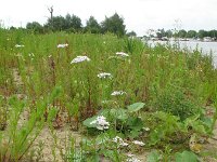 Coriandrum sativum, Coriander