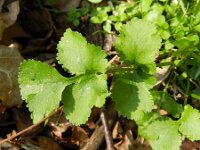 Coriandrum sativum 12, Koriander, Saxifraga-Rutger Barendse