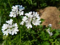 Coriandrum sativum 15, Koriander, Saxifraga-Rutger Barendse