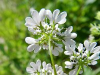 Coriandrum sativum 16, Koriander, Saxifraga-Rutger Barendse