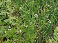 Coriandrum sativum 17, Koriander, Saxifraga-Ed Stikvoort