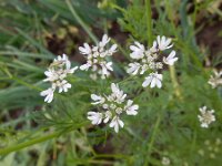 Coriandrum sativum 18, Koriander, Saxifraga-Ed Stikvoort
