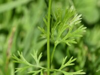 Coriandrum sativum 21, Koriander, Saxifraga-Sonja Bouwman  1040. Koriander - Coriandrum sativum - Apiaceae familie (zw)