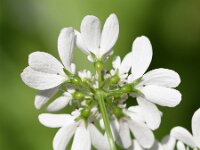 Coriandrum sativum 22, Koriander, Saxifraga-Sonja Bouwman  1040. Koriander - Coriandrum sativum - Apiaceae familie (zw)
