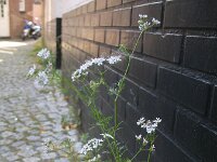 Coriandrum sativum 5, Koriander, Saxifraga-Rutger Barendse