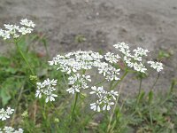 Coriandrum sativum 7, Koriander, Saxifraga-Rutger Barendse