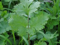 Coriandrum sativum 9, Koriander, Saxifraga-Rutger Barendse