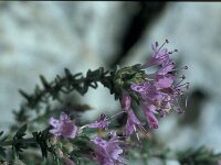 Coridothymus capitatus