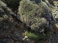 Coridothymus capitatus 2, Saxifraga-Piet Zomerdijk