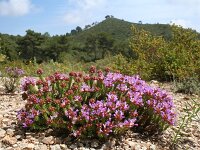 Coris monspeliensis