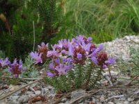 Coris monspeliensis 10, Saxifraga-Rutger Barendse