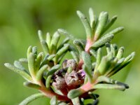 Coris monspeliensis 11, Saxifraga-Sonja Bouwman