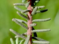 Coris monspeliensis 13, Saxifraga-Sonja Bouwman