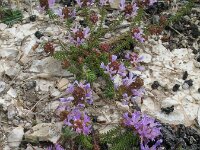 Coris monspeliensis 8, Saxifraga-Rutger Barendse