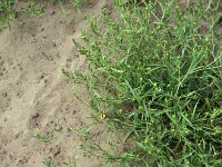 Corispermum leptopterum
