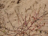 Corispermum leptopterum 2, Saxifraga-Jan Willem Jongepier