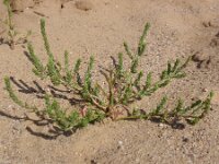 Corispermum leptopterum 3, Saxifraga-Jan Willem Jongepier