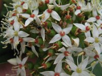 Cornus alba