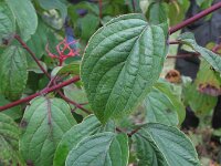 Cornus australis