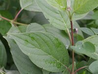 Cornus canadensis