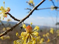 Cornus mas 10, Gele kornoelje, Saxifraga-Rutger Barendse