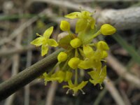 Cornus mas 2, Gele kornoelje, Saxifraga-Rutger Barendse