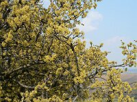 Cornus mas 4, Gele kornoelje, Saxifraga-Jan Willem Jongepier
