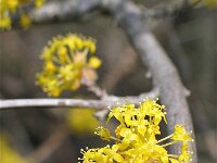 Cornus mas 5, Gele kornoelje, Saxifraga-Jasenka Topic