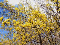 Cornus mas 7, Gele kornoelje, Saxifraga-Jasenka Topic