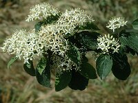 Cornus sanguinea 2, Rode kornoelje, Saxifraga-Jan van der Straaten