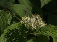 Cornus sanguinea 31, Rode kornoelje, Saxifraga-Jan van der Straaten