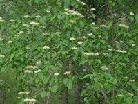 Cornus sanguinea 32, Rode kornoelje, Saxifraga-Hans Grotenhuis