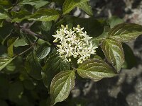 Cornus sanguinea 5, Rode kornoelje, Saxifraga-Marijke Verhagen