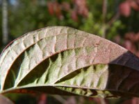 Cornus sanguinea ssp australis 20, Saxifraga-Rutger Barendse