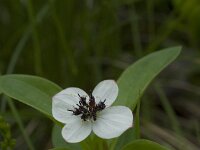 Cornus suecica, Eurasian Dwarf Cornel