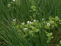 Cornus suecica 12, Zweedse kornoelje, Saxifraga-Hans Boll