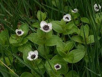 Cornus suecica 13, Zweedse kornoelje, Saxifraga-Hans Boll